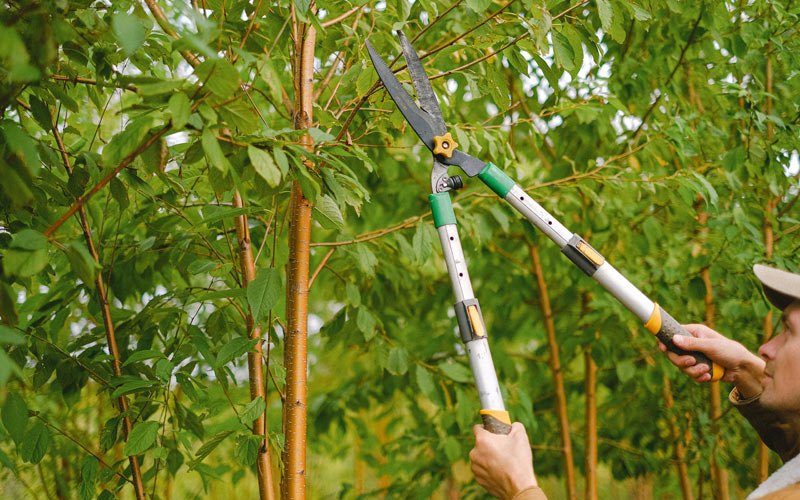 Tree trimming in Maramec, OK